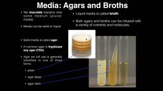 Lab Exercise 1 Introduction to Microbiology [upl. by Lenoel]