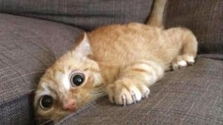 Funniest Scaredy Cats Compilation [upl. by Ahsiekal]