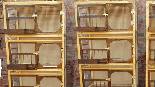 pigeon breeding cage design [upl. by Noemad]