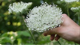 How To Identify Wild Carrot Queen Annes Lace  Wild Edibles [upl. by Kinimod]