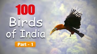 100 Birds Of India  Learn Bird Names and Facts IndianBirdVideos [upl. by Latoyia900]