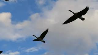 Canada Geese flying and honking [upl. by Gustafsson325]