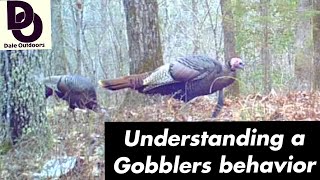 Understanding a GOBBLERS Behavior  Having more TURKEY HUNTING success [upl. by Leaper]