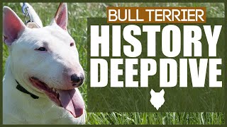 BULL TERRIER HISTORY DEEPDIVE [upl. by Marron]