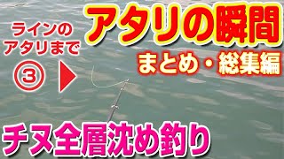 【まとめ総集編】ライン・穂先のアタリの瞬間！！【チヌ黒鯛全層沈め釣り】｜ Fukase fishing Omnibus [upl. by Kelda87]