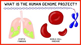 What is the Human Genome Project [upl. by Sices]