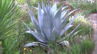 AGAVES an overview [upl. by Biron]