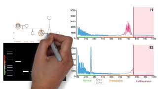 Repeat Expansion Diagnostic Techniques Part 2  Repeat Primed PCR [upl. by Daile]