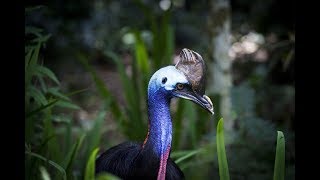 Worlds Weirdest Bird Sounds  Part One [upl. by Liebman]