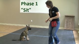 How to Train a Dog to quotSitquot K91com [upl. by Niles]