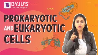 Prokaryotic and Eukaryotic Cells [upl. by Annaya952]