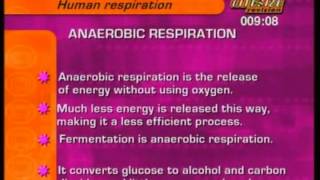 GCSE BBC Bitesize Higher Science  Human Respiration [upl. by Chrissie]