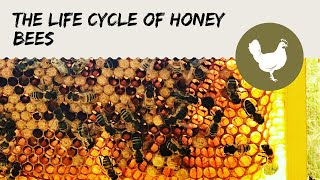 The Life Cycle of Honey Bees [upl. by Aikehs]