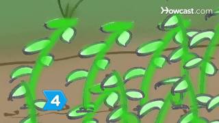 How to Grow Lima Beans [upl. by Pussej]