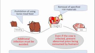 ”About bovine spongiform encephalopathy （BSE” What is BSE [upl. by Ahsiram]