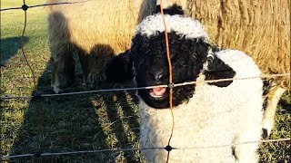 Valais Blacknose Sheep with lambs  Walliser Schwarznasenschafe mit Lämmern [upl. by Nnylyrehc]