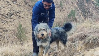 Gaddi Indian Dog Breed Review  Dogs Junction [upl. by Ambrogio364]