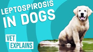 Leptospirosis in Dogs [upl. by Airlia]