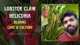 Lobster Claw Heliconia Plant  Culture and Care [upl. by Adniralc554]