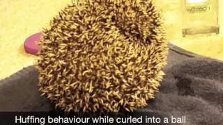 Defensive Behaviours in Hedgehogs [upl. by Engelhart]