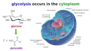 Cellular Respiration Part 1 Glycolysis [upl. by Hevak]