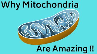 Mitochondrial Dynamics [upl. by Kristofor]