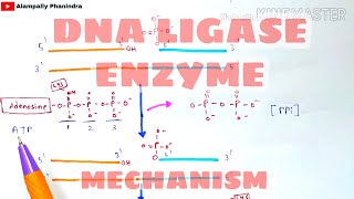 DNA Ligase enzyme and its mechanism  DNA ligation  Bio science [upl. by Hgieleak]