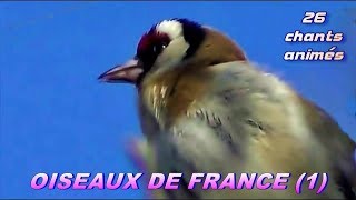 CHANTS dOISEAUX de FRANCE  28 chants [upl. by Aitas]