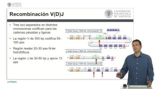 Genética de los anticuerpos  2125  UPV [upl. by Jabez]