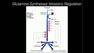 Glutamine Synthetase Allosteric Regulation [upl. by Attelahs]