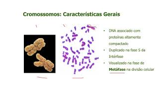 Caracteristicas Gerais dos Cromossomos [upl. by Damian878]