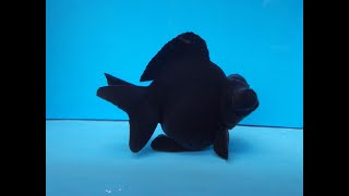 Black Moor Goldfish size comparison [upl. by Niel]