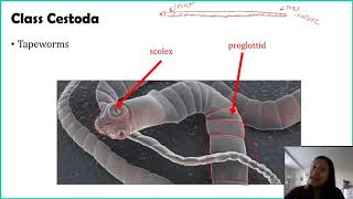 Phylum Platyhelminthes  Part 2 [upl. by Glynda]