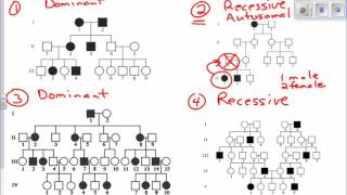 Interpreting Pedigree Charts [upl. by Halilahk841]