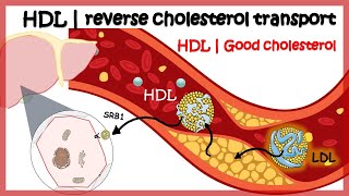 HDL and LDL Explained Made Easy to Understand Updated Version [upl. by Penney]