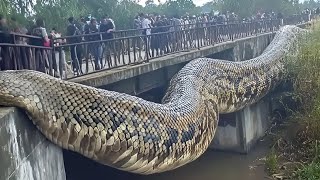 Pinaka Malaking AHAS na NAENGKWENTRO ng mga tao [upl. by Nolyd711]