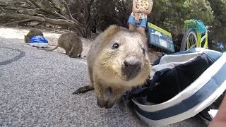 Adorable Quokka Wants A Cuddle [upl. by France]