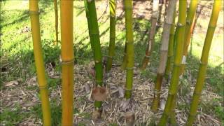 An Outstanding Clumping NonInvasive Timber Bamboo  Bambusa Vulgaris [upl. by Pattin]