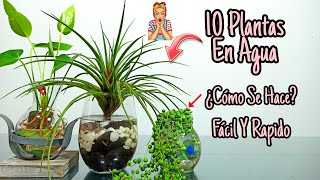 10 Plantas De INTERIOR que se CULTIVAN en AGUA [upl. by Inilahs]