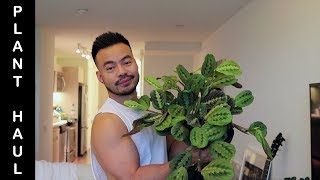 Plant Haul  Prayer Plant Fittonia Wandering Jew Calathea [upl. by Eitsud]