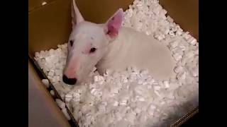 Compilation of Funny Cute Crazy And Epic Moments Bull Terriers Dogs Viral Video  Go Walter [upl. by Paolo611]