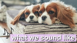 WHAT WE SOUND LIKE  Dog sounds  Cavalier King Charles [upl. by Dlanor920]