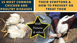 15 most common chicken and poultry DISEASES their symptoms and how to prevent or treat them [upl. by Marino]