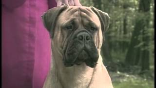 Bullmastiff  AKC Dog Breed Series [upl. by Erodasi]