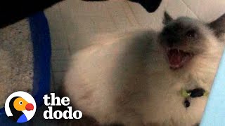 Hissing Cat Warms Up To His Foster Mom  The Dodo Foster Diaries [upl. by Karola]