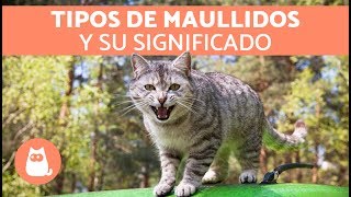 Maullidos de los gatos y su SIGNIFICADO [upl. by Jilleen]