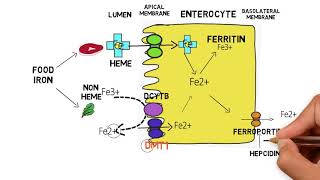 IRON METABOLISM [upl. by Waverly]