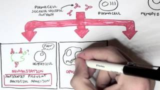 Immunology  Adaptive Immune System [upl. by Elamor]