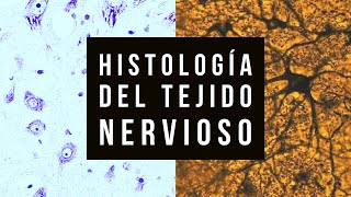 Histologia del Tejido nervioso práctico [upl. by Tsew964]