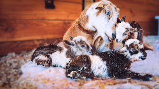 the SWEETEST bond Willows labor amp delivery  miniature goat birth [upl. by Eitsyrc]